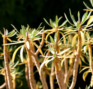 凤仙大戟(Euphorbia balsamifera)