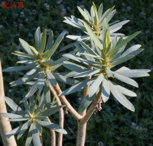 凤仙大戟(Euphorbia balsamifera)