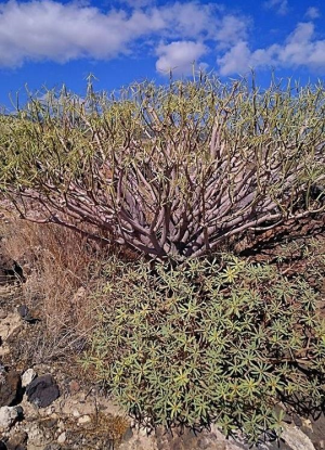 凤仙大戟(Euphorbia balsamifera)