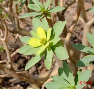 凤仙大戟(Euphorbia balsamifera)