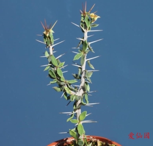 贝哈伦大戟(Euphorbia beharensis var. guillemetii)