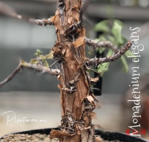 棕榈大戟(Euphorbia biselegans)
