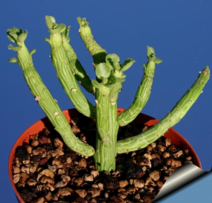 章鱼臂(Euphorbia bisellenbeckii)