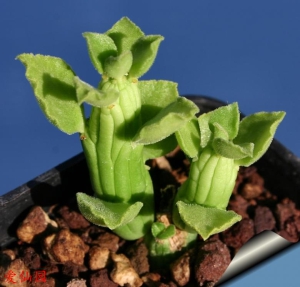 章鱼臂(Euphorbia bisellenbeckii)