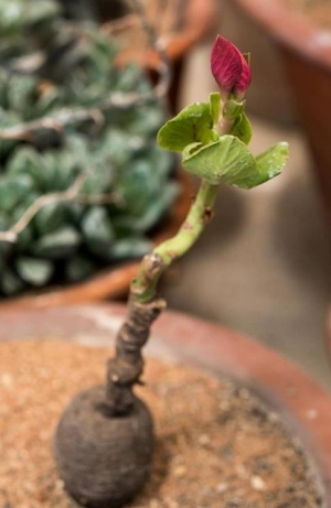 双球大戟大戟(Euphorbia bisglobosa)