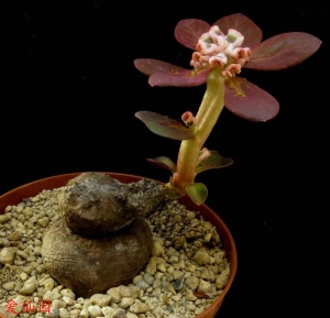双球大戟大戟(Euphorbia bisglobosa)