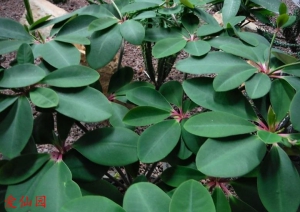 邦戈拉大戟(Euphorbia bongolavensis)