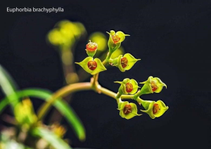 短叶大戟(Euphorbia brachyphylla)