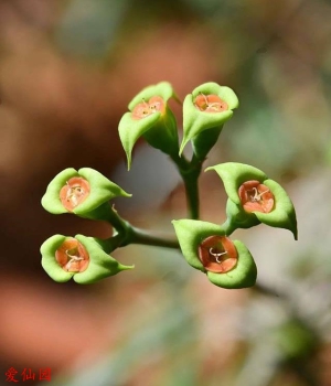 短叶大戟(Euphorbia brachyphylla)