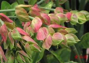 苞片大戟(Euphorbia bracteata)