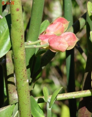 苞片大戟(Euphorbia bracteata)