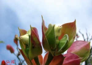 苞片大戟(Euphorbia bracteata)