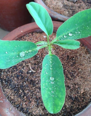 葫芦大戟(Euphorbia brunellii)