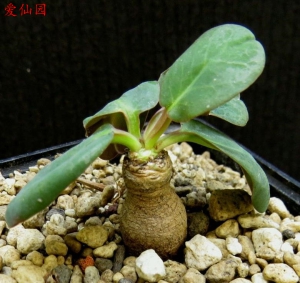 葫芦大戟(Euphorbia brunellii)