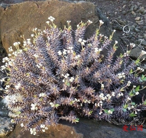 赤琥大戟(Euphorbia bulbispina)