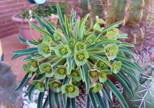 苏铁大戟(Euphorbia bupleurifolia)