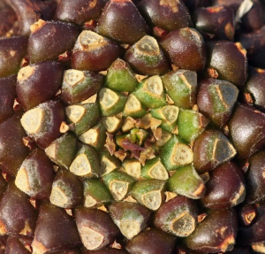 苏铁大戟(Euphorbia bupleurifolia)