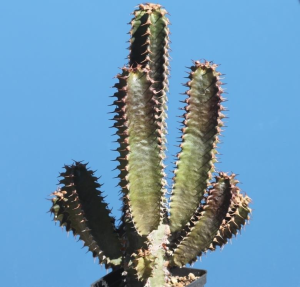 墨麒麟(Euphorbia canariensis)