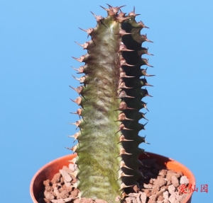 墨麒麟(Euphorbia canariensis)