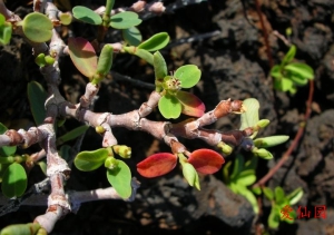 天体大戟(Euphorbia celastroides)