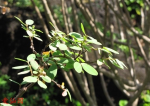 天体大戟(Euphorbia celastroides)