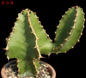 琉璃塔(Euphorbia cooperi)
