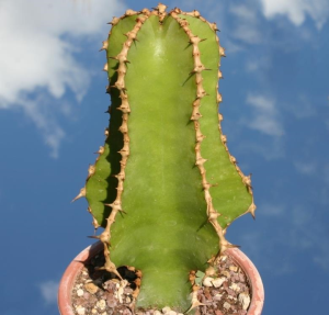 琉璃塔(Euphorbia cooperi)