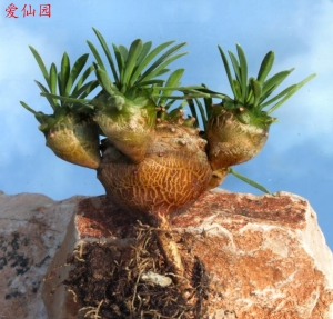 菠萝大戟(Euphorbia cv. Cocklebur)