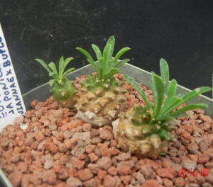 菠萝大戟(Euphorbia cv. Cocklebur)