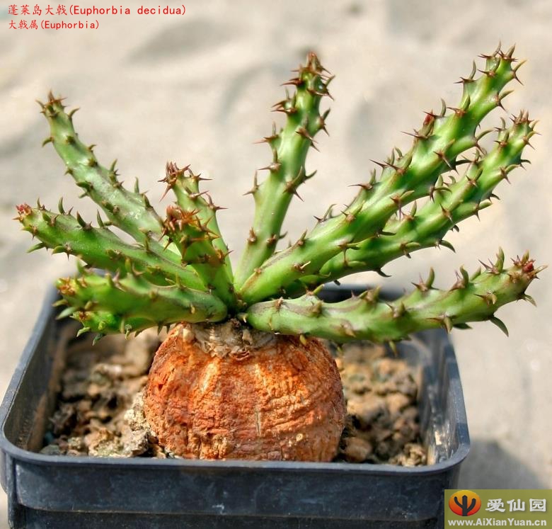 1258 Euphorbia decidua・蓬莱島 ユーフォルビア・デシドゥア 塊根怪奇