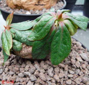 鬼笑大戟(Euphorbia ecklonii)