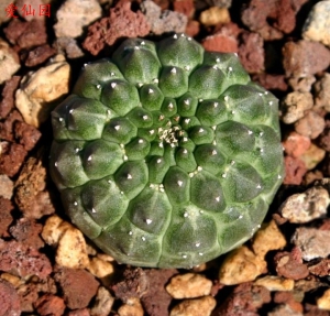 裸萼大戟(Euphorbia gymnocalycioides)