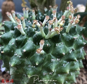 裸萼大戟(Euphorbia gymnocalycioides)