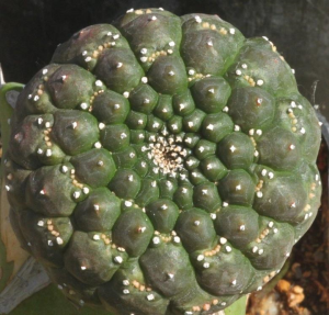 裸萼大戟(Euphorbia gymnocalycioides)
