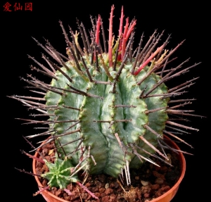 魁伟玉(Euphorbia horrida)