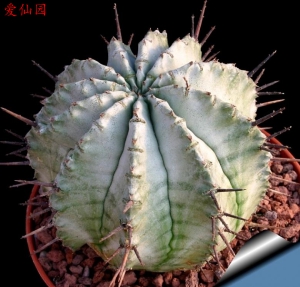 魁伟玉(Euphorbia horrida)