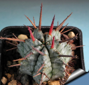 魁伟玉(Euphorbia horrida)