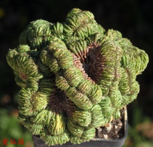 贵青玉缀化(Euphorbia meloformis f. cristata)