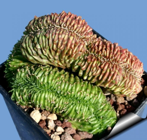 贵青玉缀化(Euphorbia meloformis f. cristata)