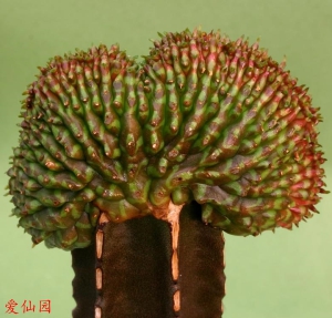 贵青玉缀化(Euphorbia meloformis f. cristata)