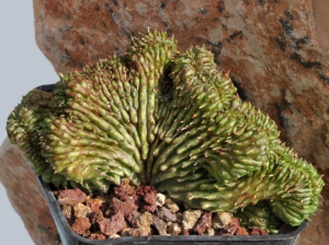 贵青玉缀化(Euphorbia meloformis f. cristata)