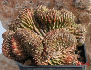 贵青玉缀化(Euphorbia meloformis f. cristata)