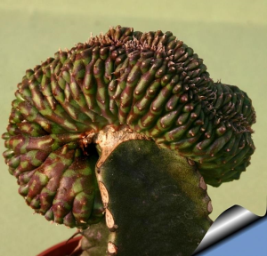 贵青玉缀化(Euphorbia meloformis f. cristata)