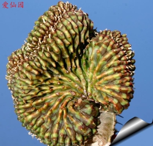 贵青玉缀化(Euphorbia meloformis f. cristata)