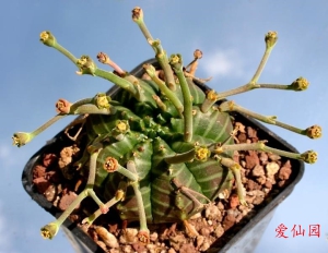 贵青玉(Euphorbia meloformis subs. valida)