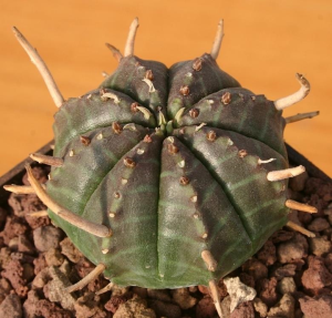 贵青玉(Euphorbia meloformis subs. valida)