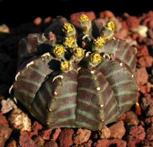 贵青玉(Euphorbia meloformis subs. valida)