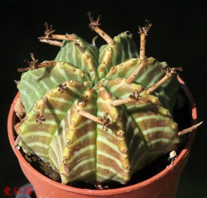 贵青玉(Euphorbia meloformis subs. valida)