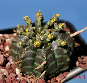 贵青玉(Euphorbia meloformis subs. valida)