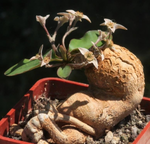 莫氏大戟(Euphorbia moratii)